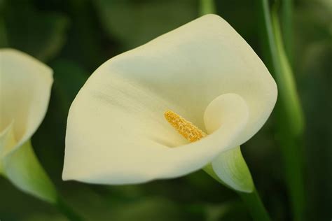 calla tatuaggio significato|Il simbolismo e il significato culturale dei fiori di Calla